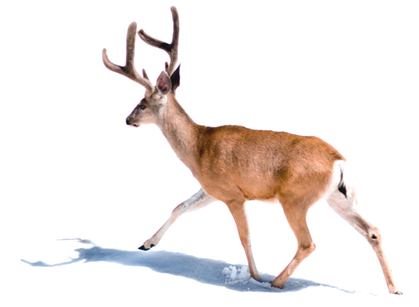 deer with antlers trotting